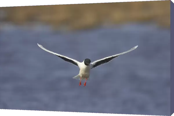 Little Gull - In Flight Larus minutus Hailuoto Island, Finland BI014557