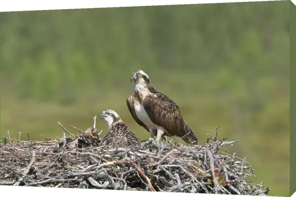Osprey - Female on Nest with Chicks Pandion haliaetus Finland BI014909