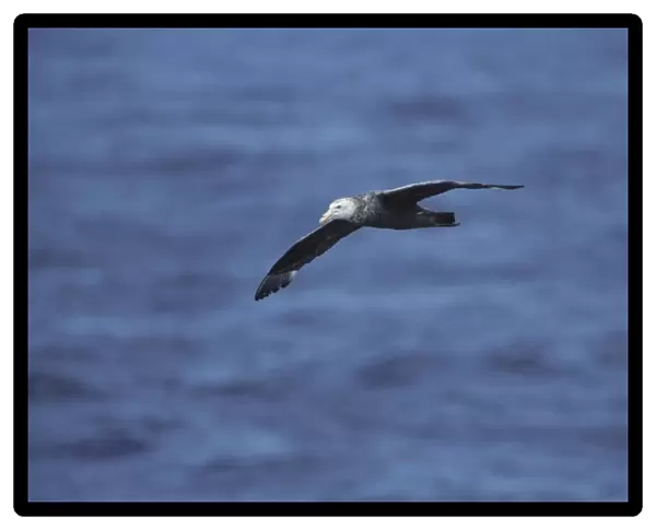 Southern Giant Petrel - In Flight Antarctica BI006890