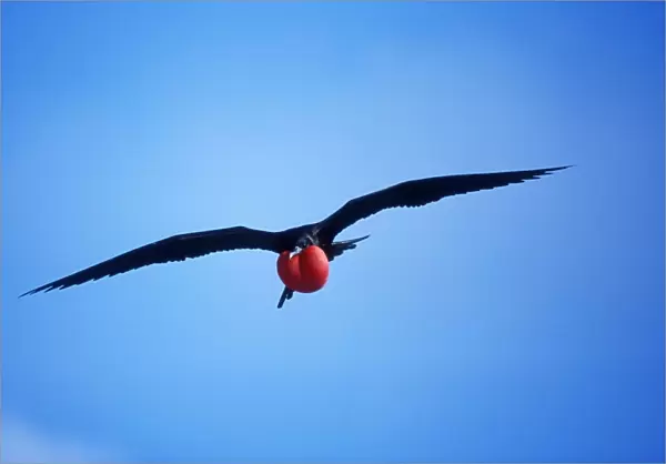Great Frigatebird In flight, inflated throat pouch. Tower (Genovesa) Island Galapagos