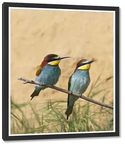 Bee-eater - Pair by Nest Bank Extramadura, Spain BI002459