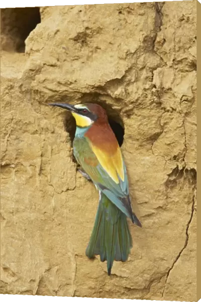 Bee-eater - At Nest Hole Extramadura, Spain BI002455