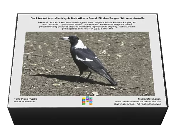 Black-backed Australian Magpie Male Wilpena Pound, Flinders Ranges, Sth. Aust. Australia
