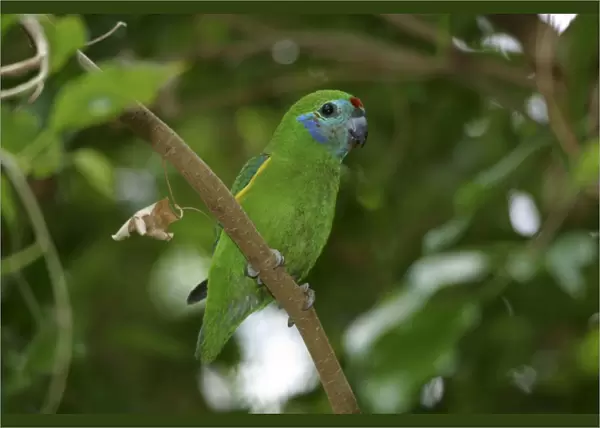 Double-eyed Fig-Parrot Female Australia