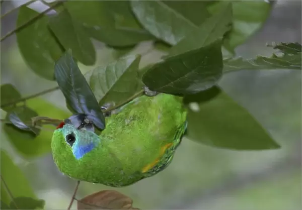 Double-eyed Fig-Parrot Female Australia