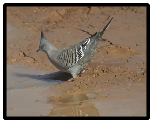 Crested Pigeon - Drinking at a drying pool. At Lajamanu an aboriginal settlement on the northern edge of the Tanami Desert, Northern Territory, Australia
