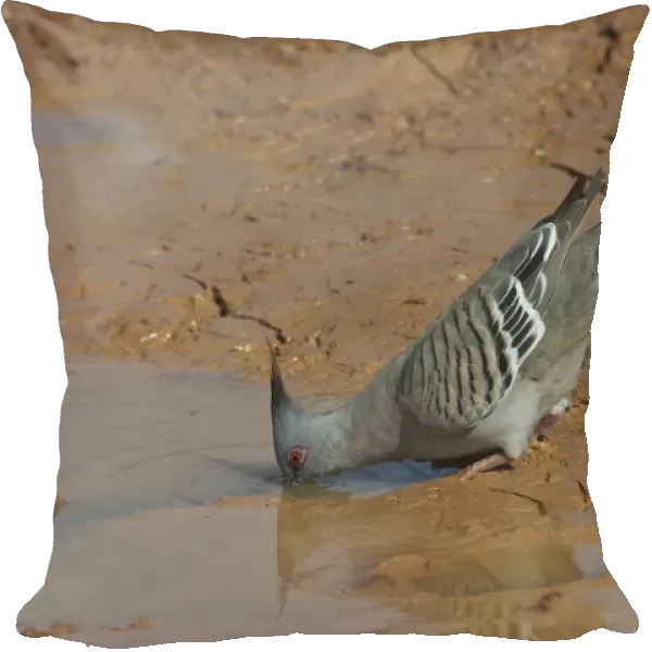 Crested Pigeon - Drinking at a drying pool. At Lajamanu an aboriginal settlement on the northern edge of the Tanami Desert, Northern Territory, Australia
