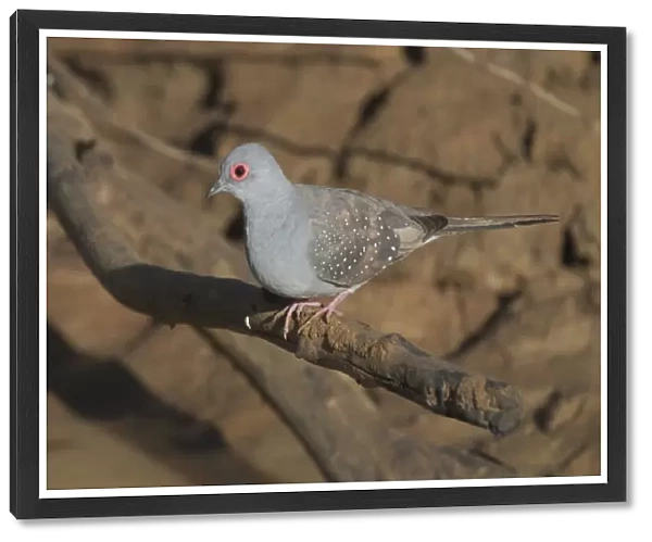 Diamond Dove Near Lajamanu, an aboriginal settlement on the northern edge of the Tanami Desert, Northern Territory, Australia. Inhabits drier regions of Australia, grasslands with scattered trees, mulga, spinifex