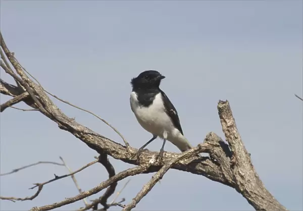 Hooded Robin, male. Near Lajamanu an aboriginal settlement on the northern edge of the Tanami Desert. Northern Territory, Australia. An uncommon species found throughout most of Australia except for the north and east