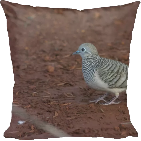 Peaceful Dove - Approaching a pool to drink at dawn. At Lajamanu an aboriginal community on the edge of the Tanami Desert, Northern Territory, Australia. Endemic to Australia