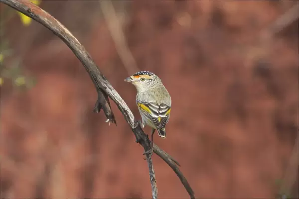 Red-browed Pardalote At Lajamanu an aboriginal settlement on the northern edge of the Tanami Desert. Northern Territory, Australia. An unusual pale-eyed large-billed pardalote, quite common throughout northern inland areas of Australia