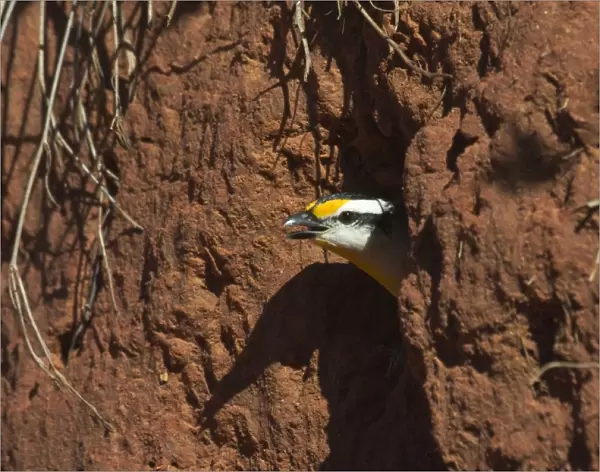Striated Pardalote - Emerging from nest hole. This race was previously known as a full species named Black-headed Pardalote, i. e. lacking the striations on the head that gives this species its name. At Lajamanu an aboriginal settlement