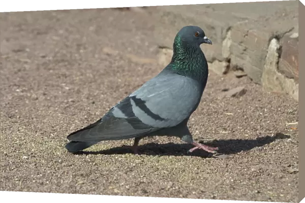 Rock Pigeon - On ground Photographed At Jodhpur, India, Asia