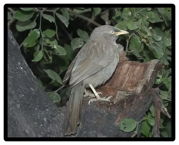 Jungle Babbler - On tree stump A widespread Indian resident found in deciduous forest and cultivation. Photographed in Keoladeo Ghana National Park, Bharatpur, India, Asia