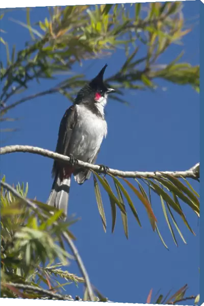 Red-whiskered Bulbul - Perched on branch A widespread resident in open forest and second growth. Photographed in the Ootacamund Botanic Gardens, Nilgiri Hills, Western Ghats, India, Asia