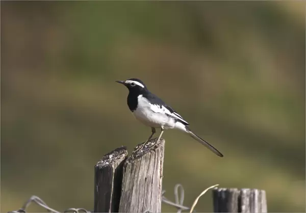 White-browed Wagtail - Perched on post Usually found near freshwater wetlands. This bird by a drain within the town itself. A widespread Indian resident photographed in Ootacamund, Nilgiri Hills, Western Ghats, India, Asia
