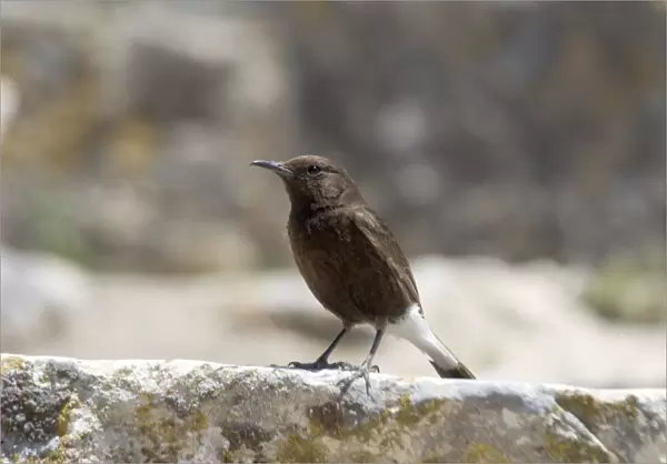 Black Wheatear perched - Female perched on the ruins of the Roman city at Dougga, Tunisia, North Africa