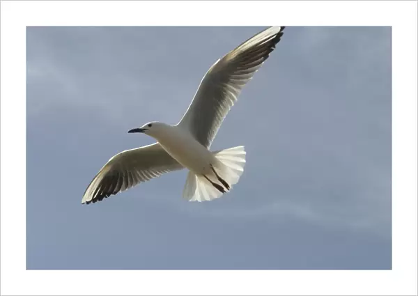 Slender-billed Gull - In flight. At Es Sejoumi, Tunisia, North Africa