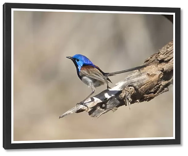 Variegated Fairy-wren, male perched. Previously known as Purple-backed Fairy-wren. This subspecies inhabits drier country such as spinifex with associated shrubbery. Also in mallee and mulga and along dry tree-lined watercourses