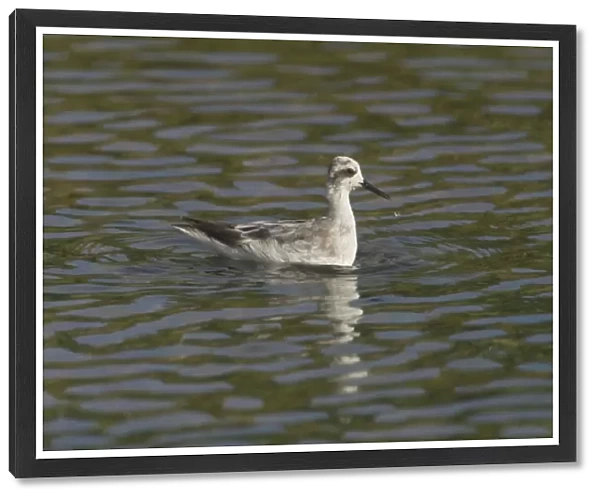 Red-necked Phalarope - winter plumage. Photographed at Cocos (Keeling) Islands, Indian Ocean. Note water drops on neck and from bill