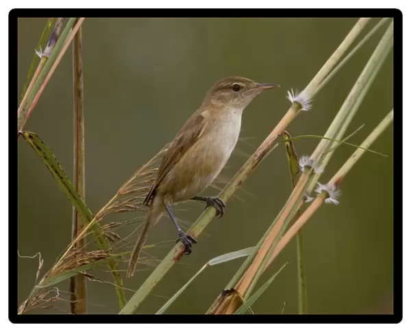 Clamorous Reed-Warbler In tall grasses around Kupungarri sewage ponds, Gibb River Road, Kimberley, Western Australia. Right throughout Australia wherever there is suitable habitat