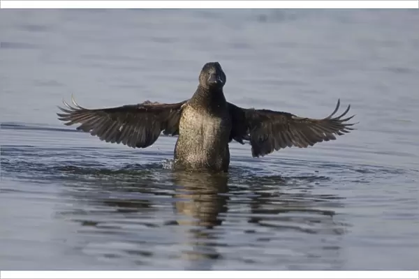 Musk Duck female - In water with wings outstretched. At Herdsman Lake in Perth. Found only in the far southeast and southwest of Australia where it inhabits deep lakes and swamps with dense vegetation