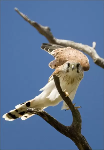 Nankeen Kestrel - Perched on branch. Found throughout most of Australia in a wide variety of habitats. Near Margaret River, Western Australia
