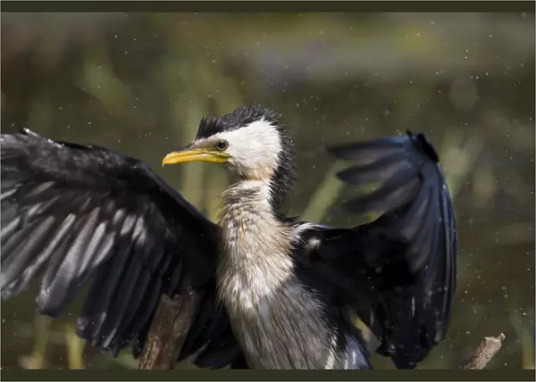 Little Pied Cormorant shaking feathers At Marlgu Billabong, Parry Lagoons, Western Australia. Inhabits coastal and inland wetlands throughout most of Australia