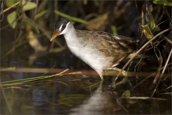 White-browed Crake A bird of wetlands in the far north of Australia. Common in optimum habitat. Nomadic to ephemeral water where it breeds and then departs. At Kupungarri sewage ponds which had water in for the first time for many years