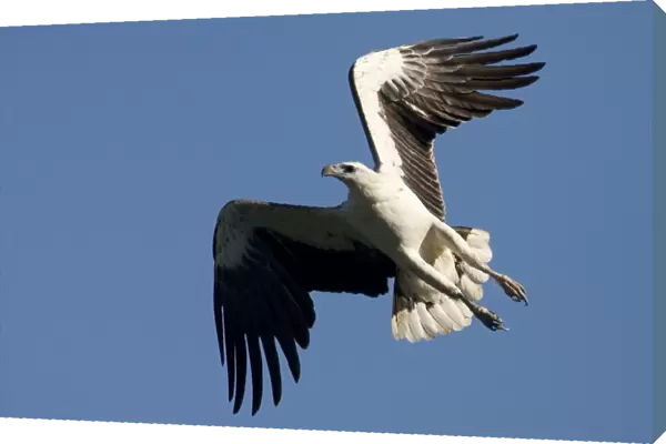 White-bellied Sea-Eagle In Prince Frederick Harbour, Kimberley, Western Australia. Common around Australian coasts and inland along rivers and around lakes