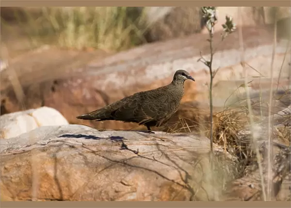 White-quilled Rock-Pigeon White-quilled Rock-Pigeons are restricted to the Kimberley and a small area in the far northwest of the Northern Territory. They inhabit rugged sandstone gorges and escarpments