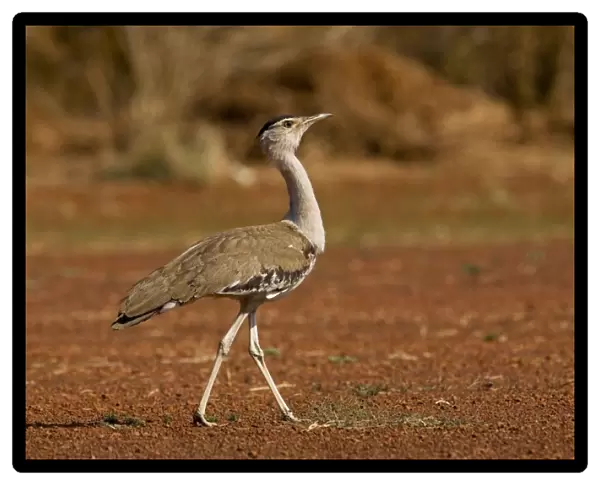 Australian Bustard - Found throughout Australia except for the southeast. Reasonably common in open woodlands and grasslands particularly away from aboriginal settlements. At the Mt Barnett airstrip, Kimberley, Western Australia