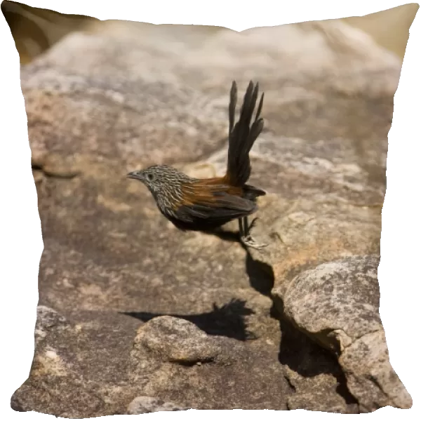 Black Grasswren - Bounds from rock to rock disappearing through crevices beneath giant boulders reappearing farther on as they move through their territory. A rare Australian grasswren confined to huge sandstone gorges