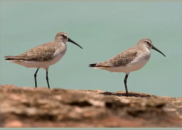 Curlew Sandpipers in winter plumage Breeds in the far north of Russia and winters from Africa east to Australasia. At Roebuck Bay near Broome, Western Australia