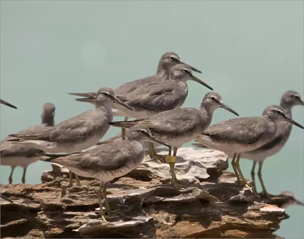 Grey-tailed Tattler flock A winter-plumaged bird at Roebuck Bay near Broome, Western Australia. Breeds in arctic Russia and Siberia and winters in Southeast Asia and Australia