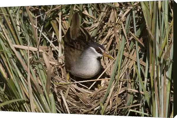 White-browed Crake coming onto nest At Gibb River Community wetlands. Found in the tropical far north of the Kimberley, Northern Territory and Queensland in wetlands with aquatic vegetation