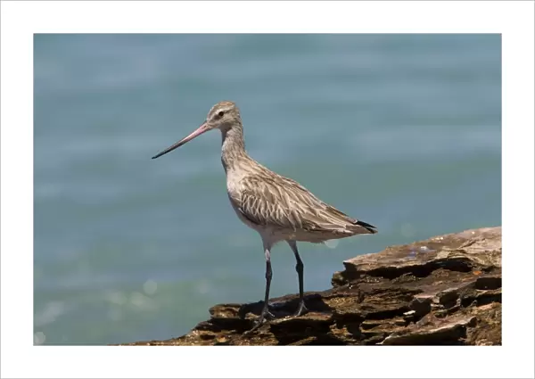 Bar-tailed Godwit in non-breeding plumage Breeds in the far north Arctic tundra from Scandinavia to Siberia and Alaska. Winters on many southern coastlines except North and South America