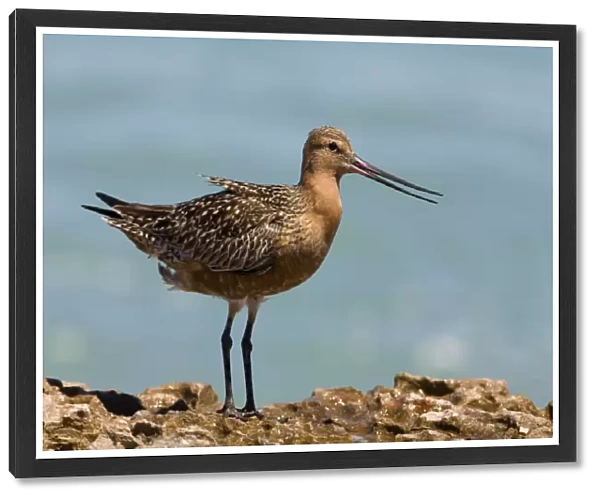 Bar-tailed Godwit male in breeding plumage dissipating heat Breeds in the far north Arctic tundra from Scandinavia to Siberia and Alaska. This bird dissipating heat in 3 ways; raising feathers from cloaca and on its back