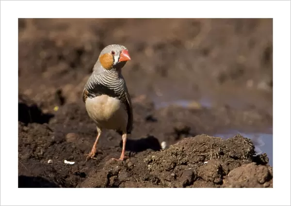 Zebra Finch - Male coming to drink at Joe's bore, Canning Stock Route, Western Australia