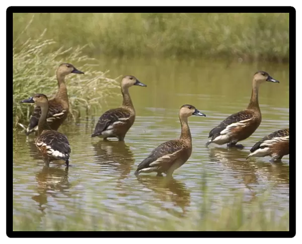 Wandering Whistling-Duck flock At Mt Barnett, Gibb River Road, Kimberley, Western Australia