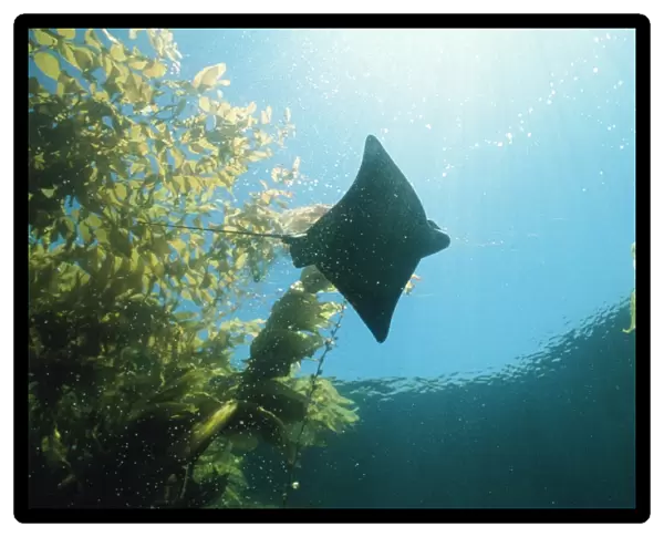 Bat Ray - in kelp Channel Islands California, USA