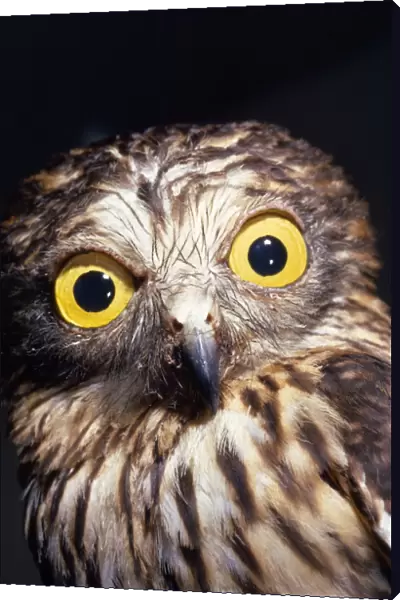Papuan Hawk Owl