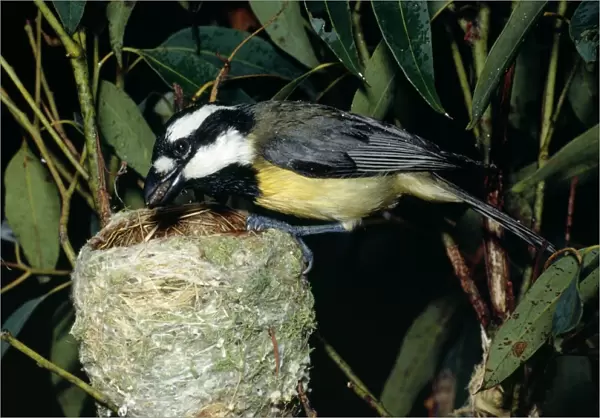 Eastern Shrike-Tit  /  Crested Shrike Tit - Female at nest with food in mouth - Australia
