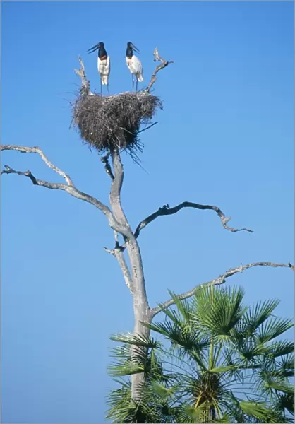Jabiru Stork - x2 on nest Pantanal Brazil