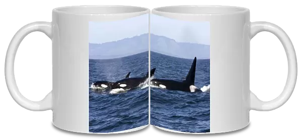 Killer whales /  Orca - transient type. Photographed in Monterey Bay - Pacific Ocean - California - USA