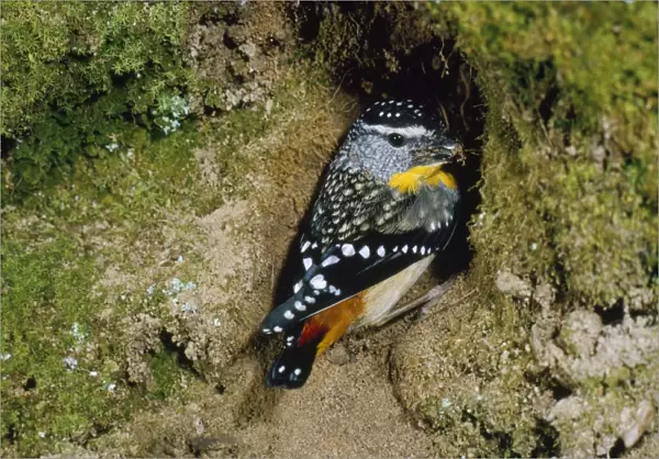 Spotted Pardalote - male