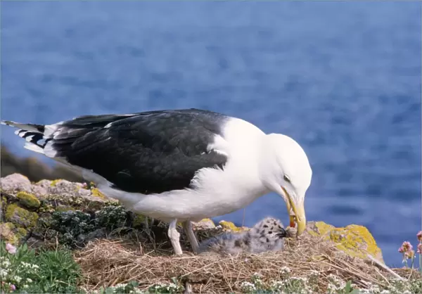 Great Black-backed Gull - adult feeding young at nest