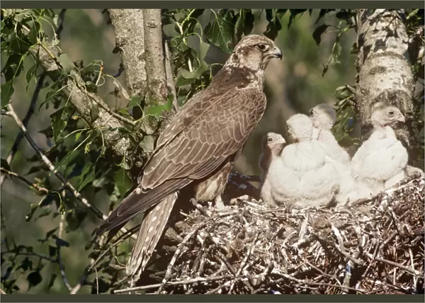 Saker Falcon - at nest with chicks