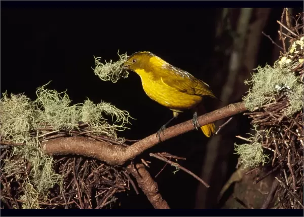 Golden Bowerbird - male Mount Lewis, Queensland, Australia