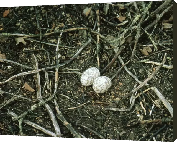 Nightjar - nest with 2 eggs